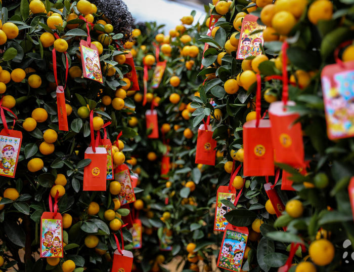 Ü虎2022 I 新年最适合摆在家的7种植物，随便一盆都能旺财旺宅！ 更多热点 图5张