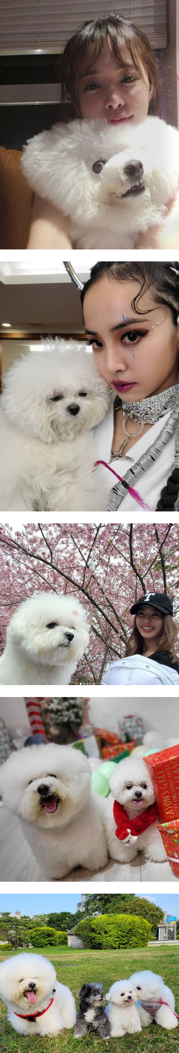 爱犬15岁生日！蔡依林举办豪华派对 网羡慕：比人幸福 娱乐资讯 图3张