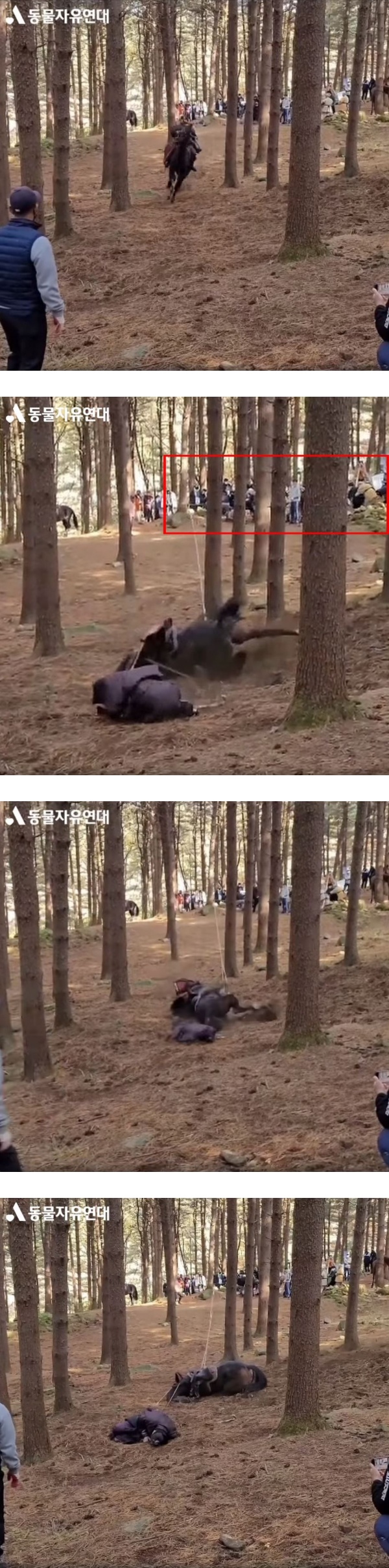 《太宗李芳远》故意绊倒马匹...重摔1周后证实死亡！演员也被摔飞 娱乐资讯 图2张