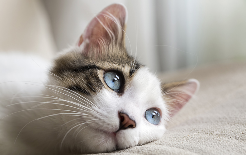 科普 I 2月22日是日本“猫之日”，原因是222的日文发音像猫咪叫声？ 更多热点 图2张