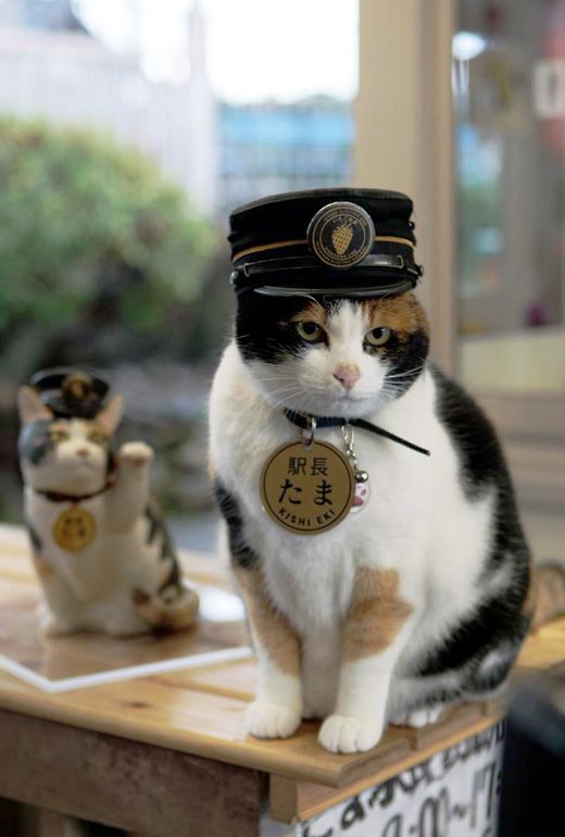 科普 I 2月22日是日本“猫之日”，原因是222的日文发音像猫咪叫声？ 更多热点 图3张