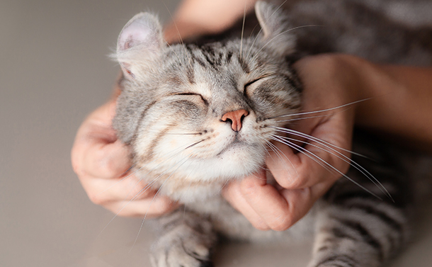 科普 I 2月22日是日本“猫之日”，原因是222的日文发音像猫咪叫声？ 更多热点 图4张