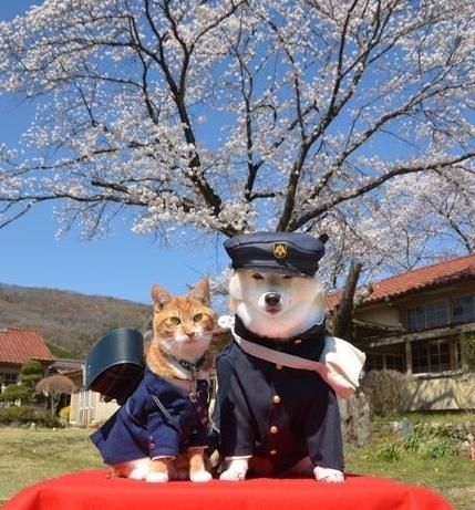 科普 I 2月22日是日本“猫之日”，原因是222的日文发音像猫咪叫声？ 更多热点 图5张
