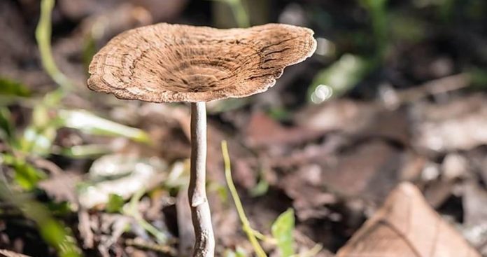 Tips I 止咳也补肺的中药！虎奶菌到底是什么？ 更多热点 图2张