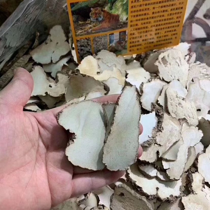 Tips I 止咳也补肺的中药！虎奶菌到底是什么？ 更多热点 图5张