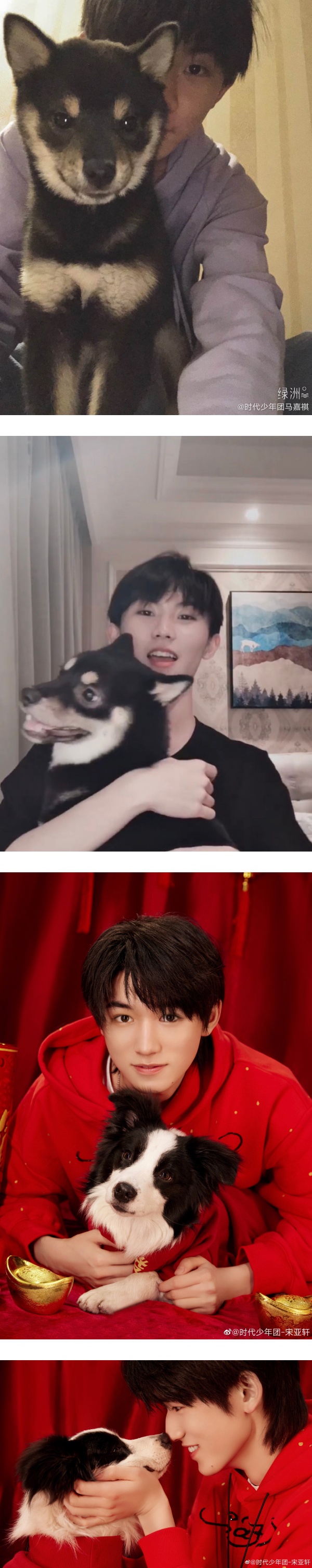 盘点马来西亚艺人的宠物！马嘉祺柴犬“六斤”撞脸主人 程潇养蟑螂... 娱乐资讯 图1张