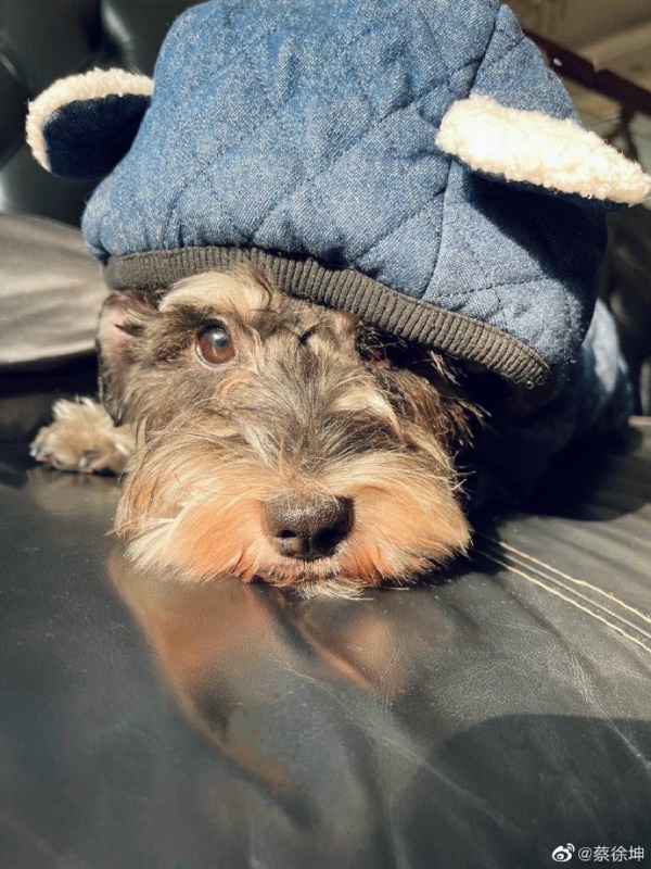 盘点马来西亚艺人的宠物！马嘉祺柴犬“六斤”撞脸主人 程潇养蟑螂... 娱乐资讯 图7张