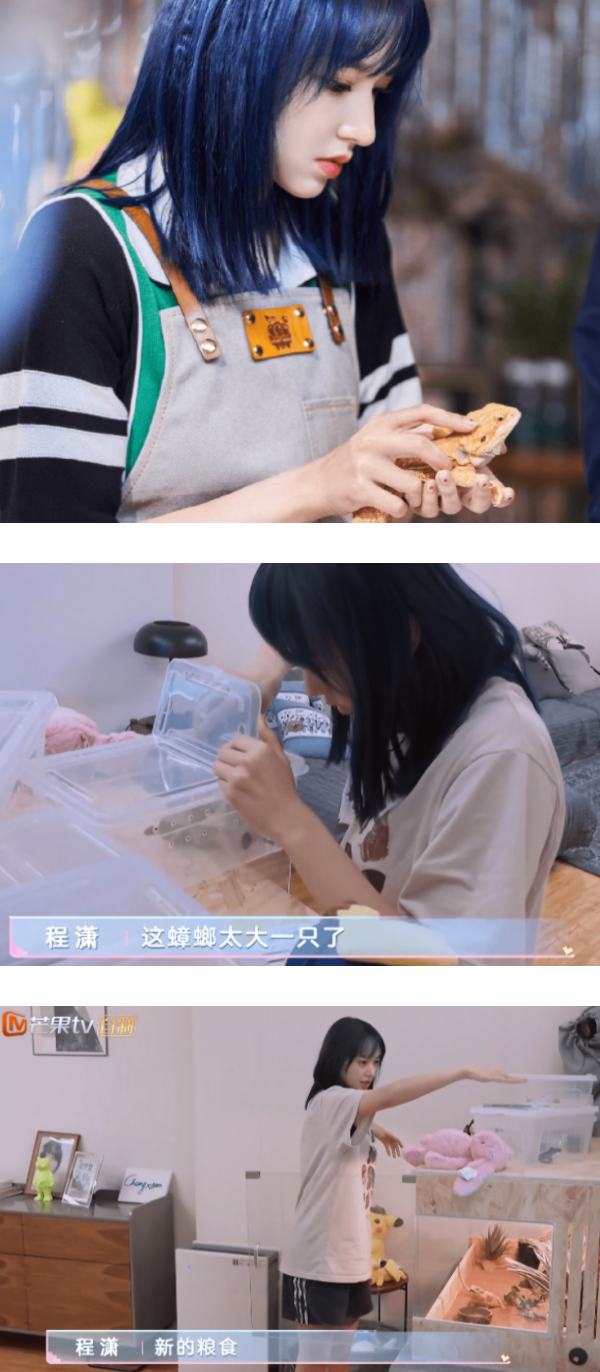 盘点马来西亚艺人的宠物！马嘉祺柴犬“六斤”撞脸主人 程潇养蟑螂... 娱乐资讯 图8张