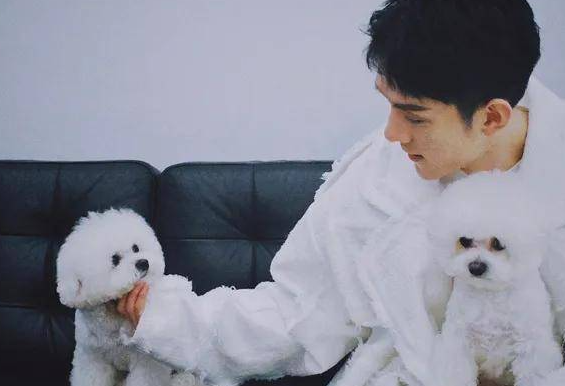 盘点马来西亚艺人的宠物！马嘉祺柴犬“六斤”撞脸主人 程潇养蟑螂... 娱乐资讯 图9张
