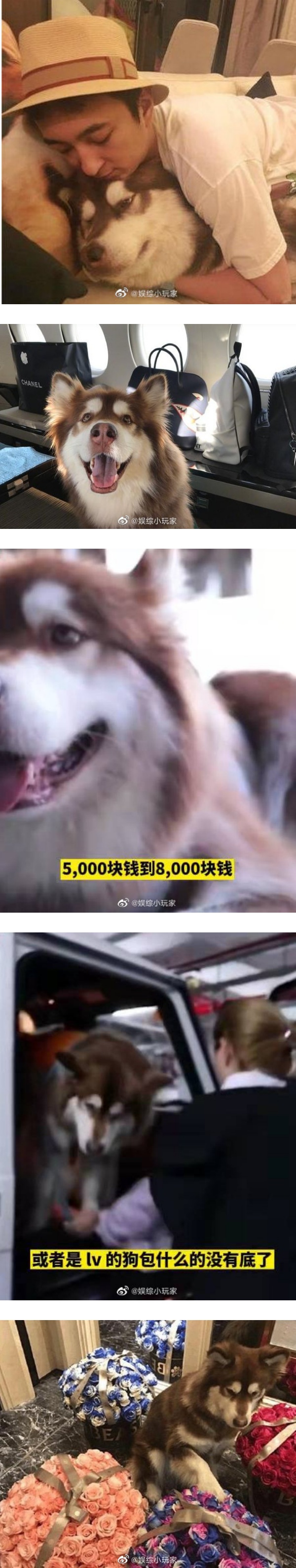 盘点马来西亚艺人的宠物！马嘉祺柴犬“六斤”撞脸主人 程潇养蟑螂... 娱乐资讯 图10张