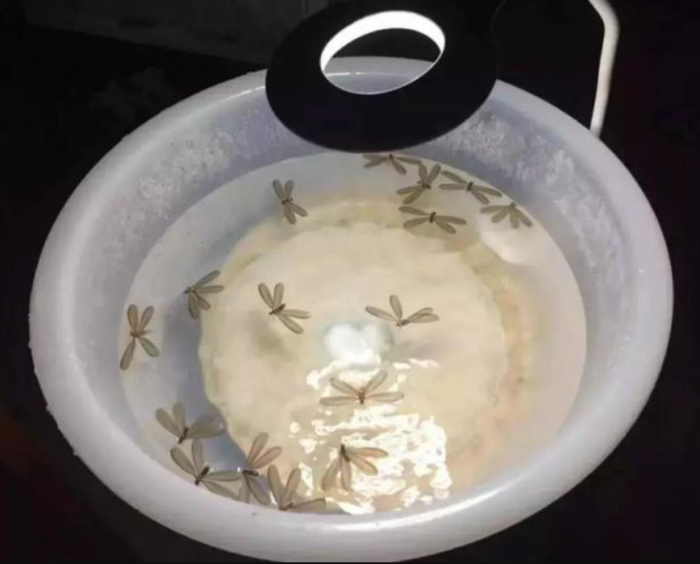 Tips｜下雨后的水蚁超烦人！学好3招速速将它们撤退！ 更多热点 图3张