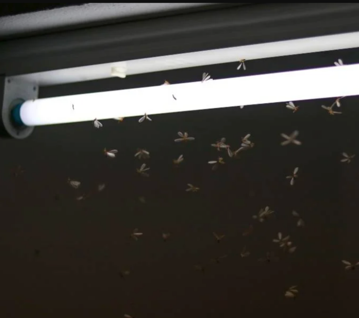 Tips｜下雨后的水蚁超烦人！学好3招速速将它们撤退！ 更多热点 图4张