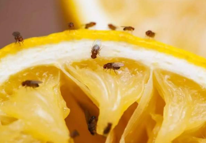 Tips｜浴室、厨房里的蚊滋、毛蠓除不完？教你3招消灭它！ 更多热点 图1张
