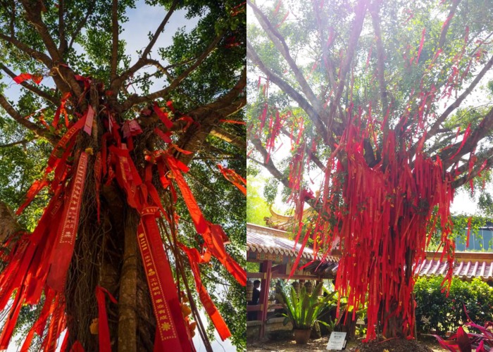 旅游｜有愿就来诚信许吧！盘点马来西亚著名5大许愿树！ 更多热点 图5张