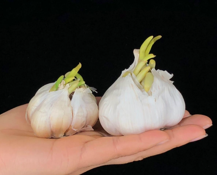 健康｜发芽的蔬菜都有毒？未必！至少这5种还能接着吃！ 更多热点 图1张