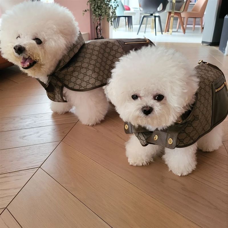 蔡依林“天后尊宠”爱犬新衣贵桑桑　网叹：穿得比人还高档 时尚资讯 图2张