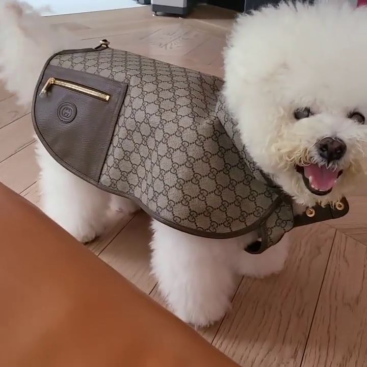 蔡依林“天后尊宠”爱犬新衣贵桑桑　网叹：穿得比人还高档 时尚资讯 图4张