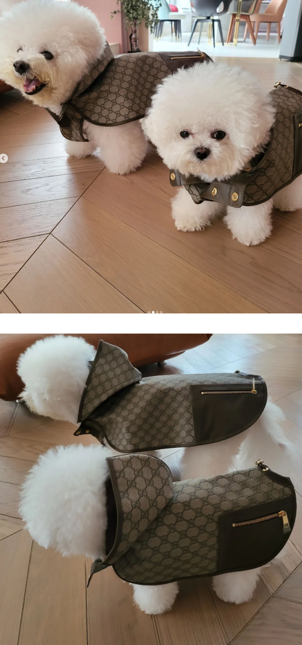 蔡依林爱犬穿名牌入镜！获赞像巨星 娱乐资讯 图1张