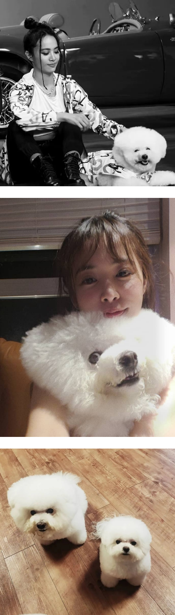 蔡依林爱犬穿名牌入镜！获赞像巨星 娱乐资讯 图2张