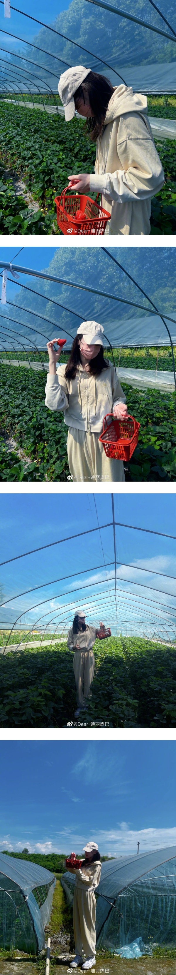 迪丽热巴太阳下采草莓！打扮超严谨！ 娱乐资讯 图1张