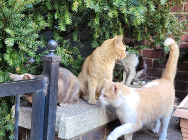 Tips｜野猫爱来家捣乱？5个零残忍驱逐野猫法！ 更多热点 图3张