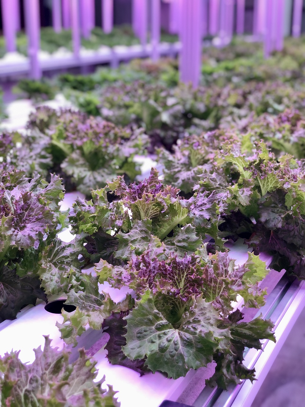 美食 I Awana Garden Hot Pot自摘蔬菜火锅！食材新鲜到不要不要！ 更多热点 图4张