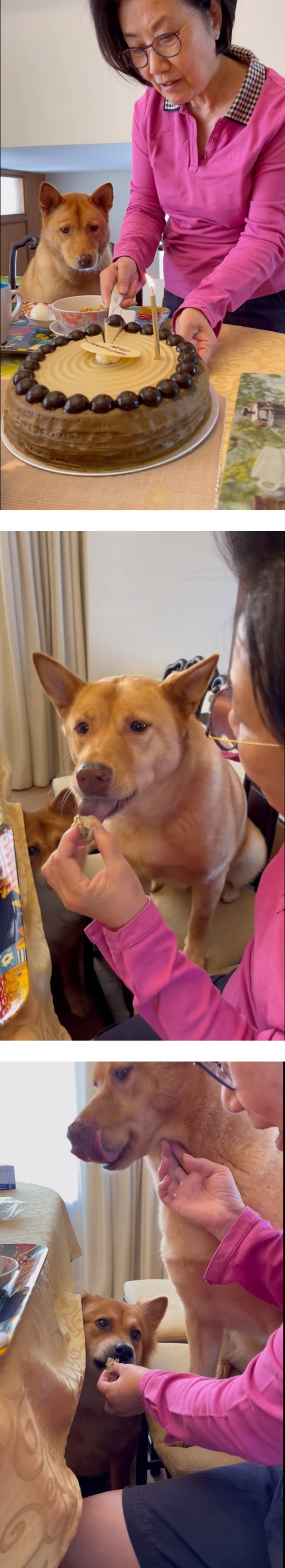 汪明荃喂爱犬吃蛋糕！网急劝：不能 娱乐资讯 图1张