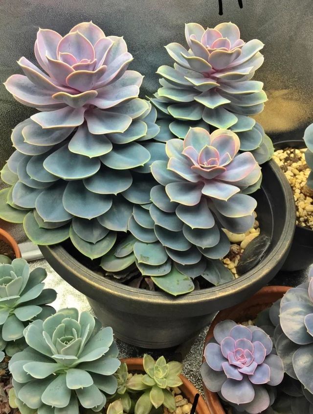 Tips I 避开这3个浇水的雷点！你养的多肉植物才不会死翘翘 更多热点 图3张