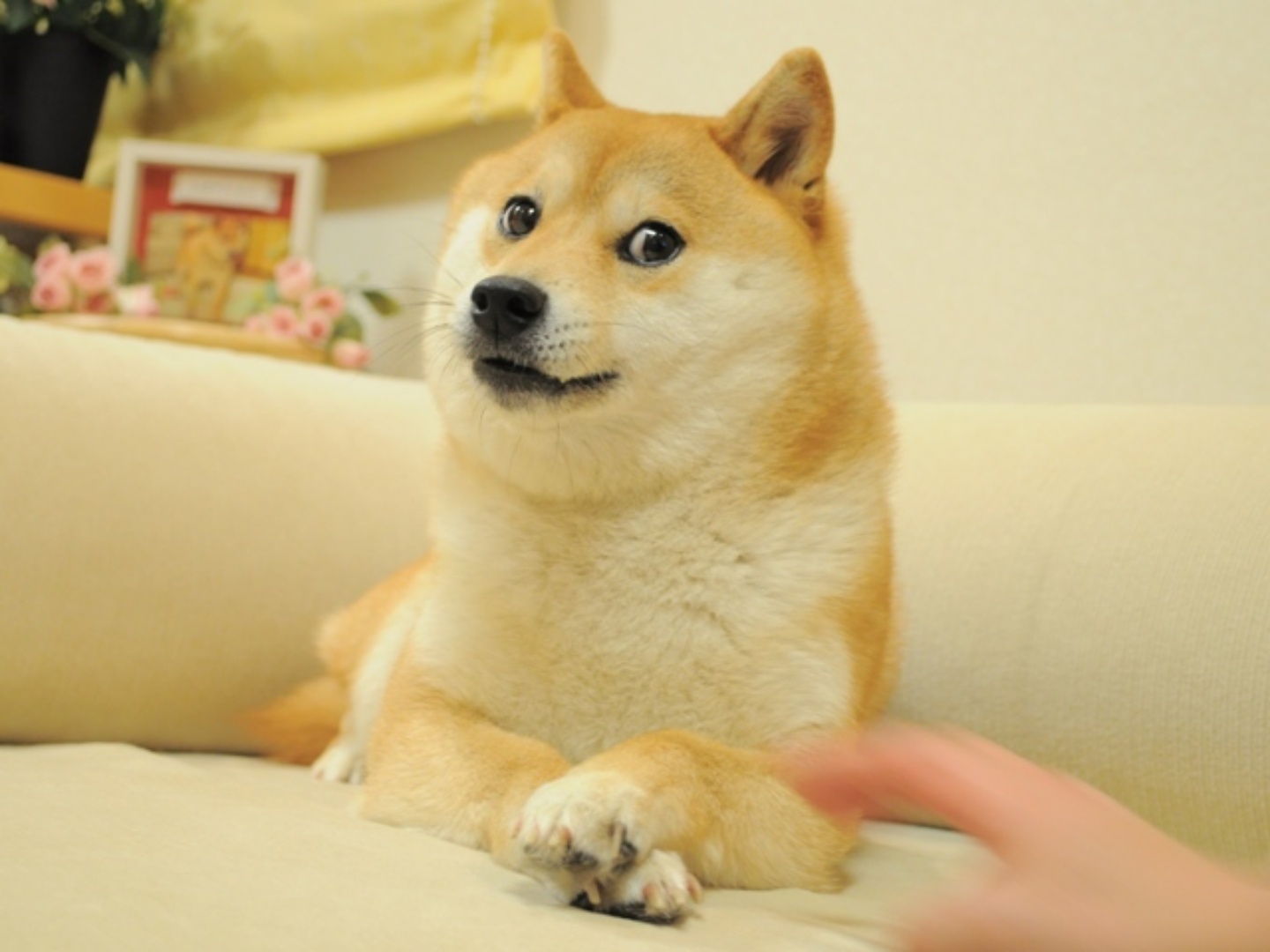 迷因狗狗 Doge 病危中！高龄 17 岁行走也吃力的模样 让网友纷纷为它加油打气 数码科技 图1张