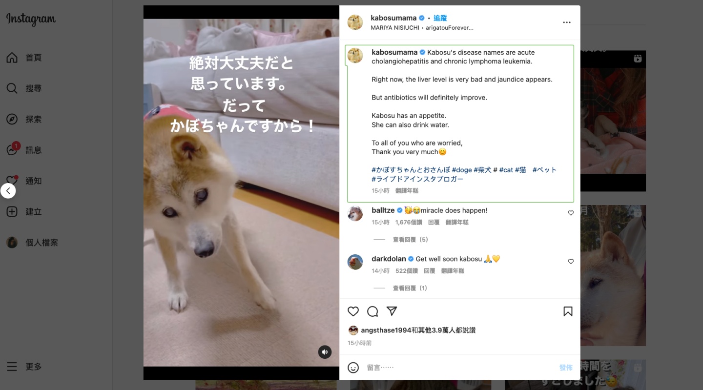 迷因狗狗 Doge 病危中！高龄 17 岁行走也吃力的模样 让网友纷纷为它加油打气 数码科技 图2张