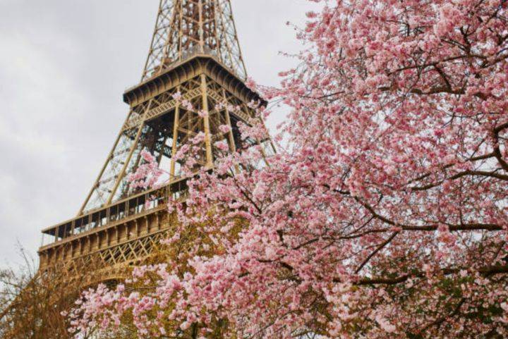 旅游I 原来泰国也能赏樱花？除了日本还能赏樱的7个地区！ 更多热点 图1张