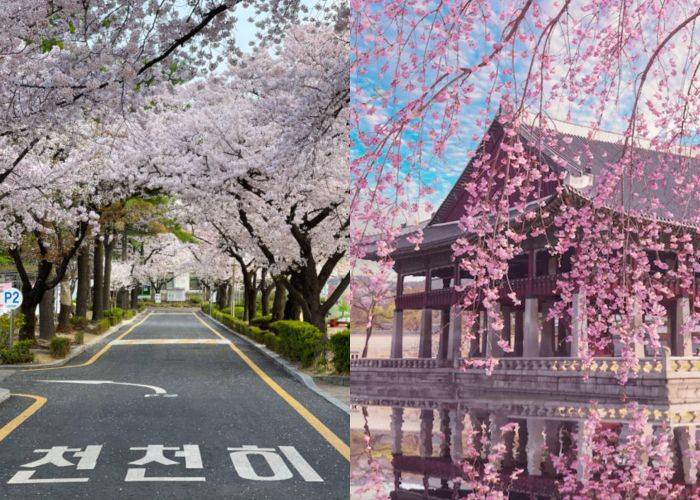 旅游I 原来泰国也能赏樱花？除了日本还能赏樱的7个地区！ 更多热点 图3张