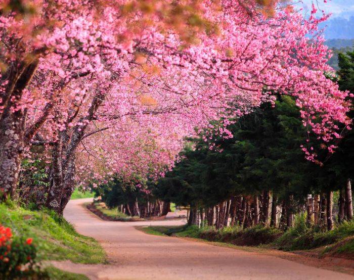 旅游I 原来泰国也能赏樱花？除了日本还能赏樱的7个地区！ 更多热点 图4张