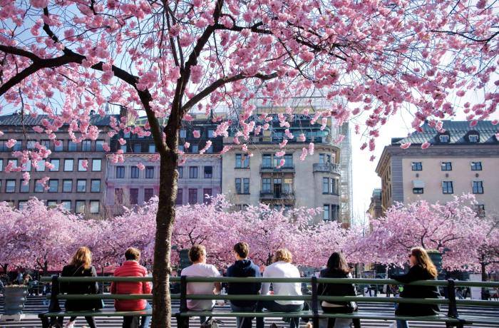 旅游I 原来泰国也能赏樱花？除了日本还能赏樱的7个地区！ 更多热点 图7张
