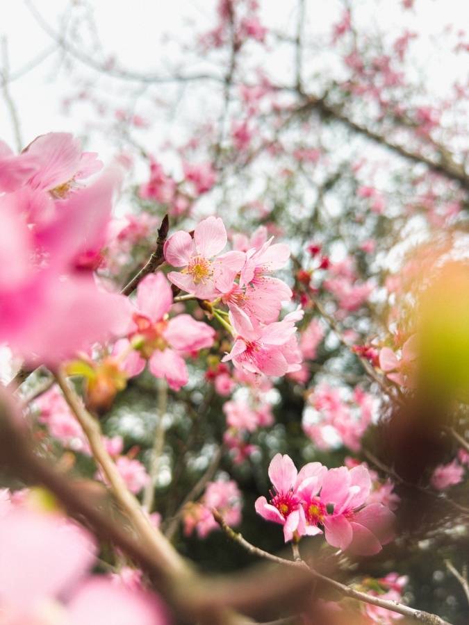 教你用手机拍出绝美樱花照！摄影师赵培均的 iPhone 14 Pro 拍摄密技大公开 数码科技 图4张