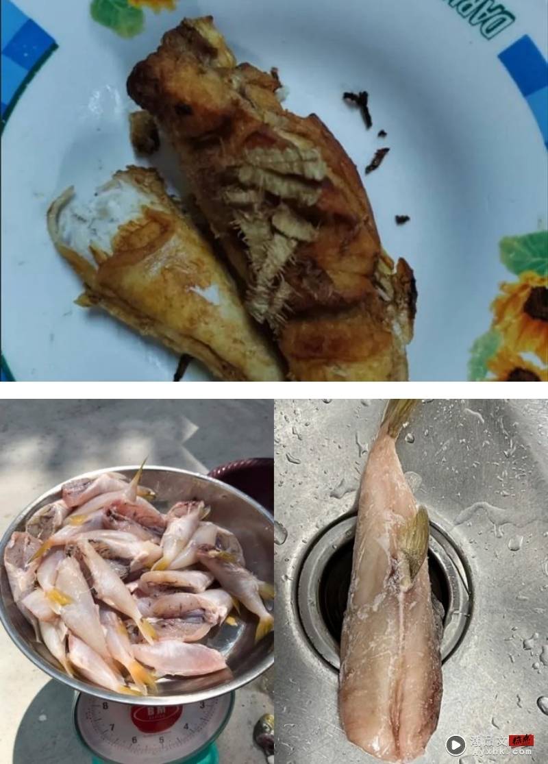 相关信息 | 马来西亚老妇疑吃“鸡腿鱼”中毒身亡！鸡腿鱼就是河豚 5大点让你知道它多恐怖！ 更多热点 图1张