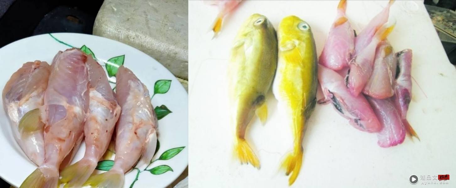 相关信息 | 马来西亚老妇疑吃“鸡腿鱼”中毒身亡！鸡腿鱼就是河豚 5大点让你知道它多恐怖！ 更多热点 图2张