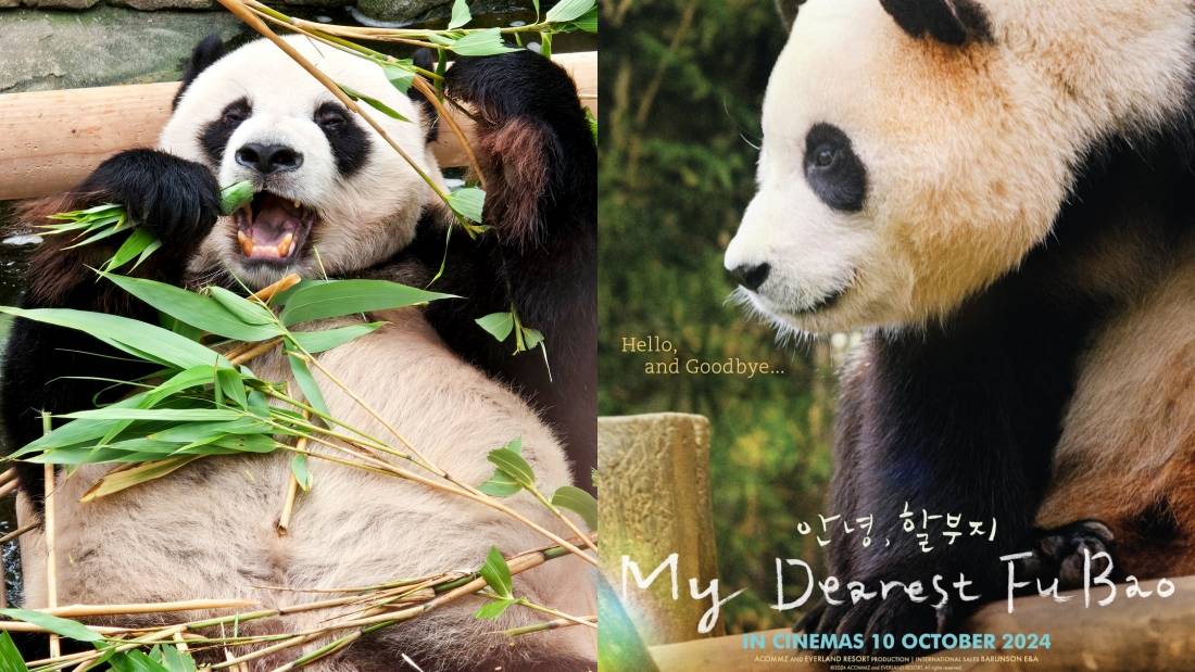 熊猫福宝登大屏幕！《再见爷爷》 1010全马上映 娱乐资讯 图1张
