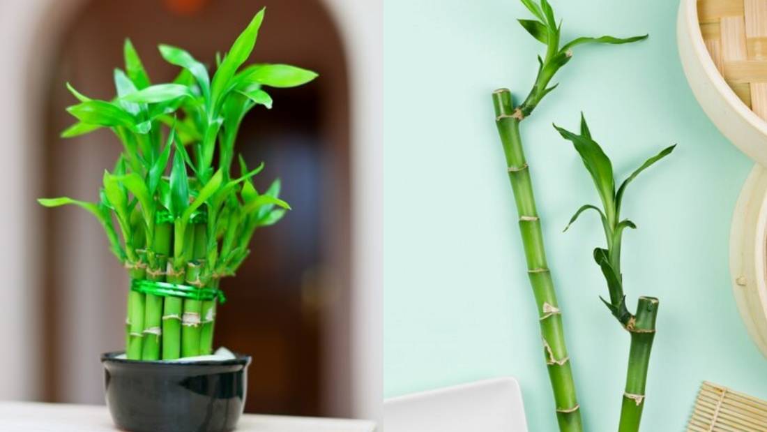 相关信息｜新年讨好彩头！6种招财、好运的新年植物 让你顺顺一整年 更多热点 图3张