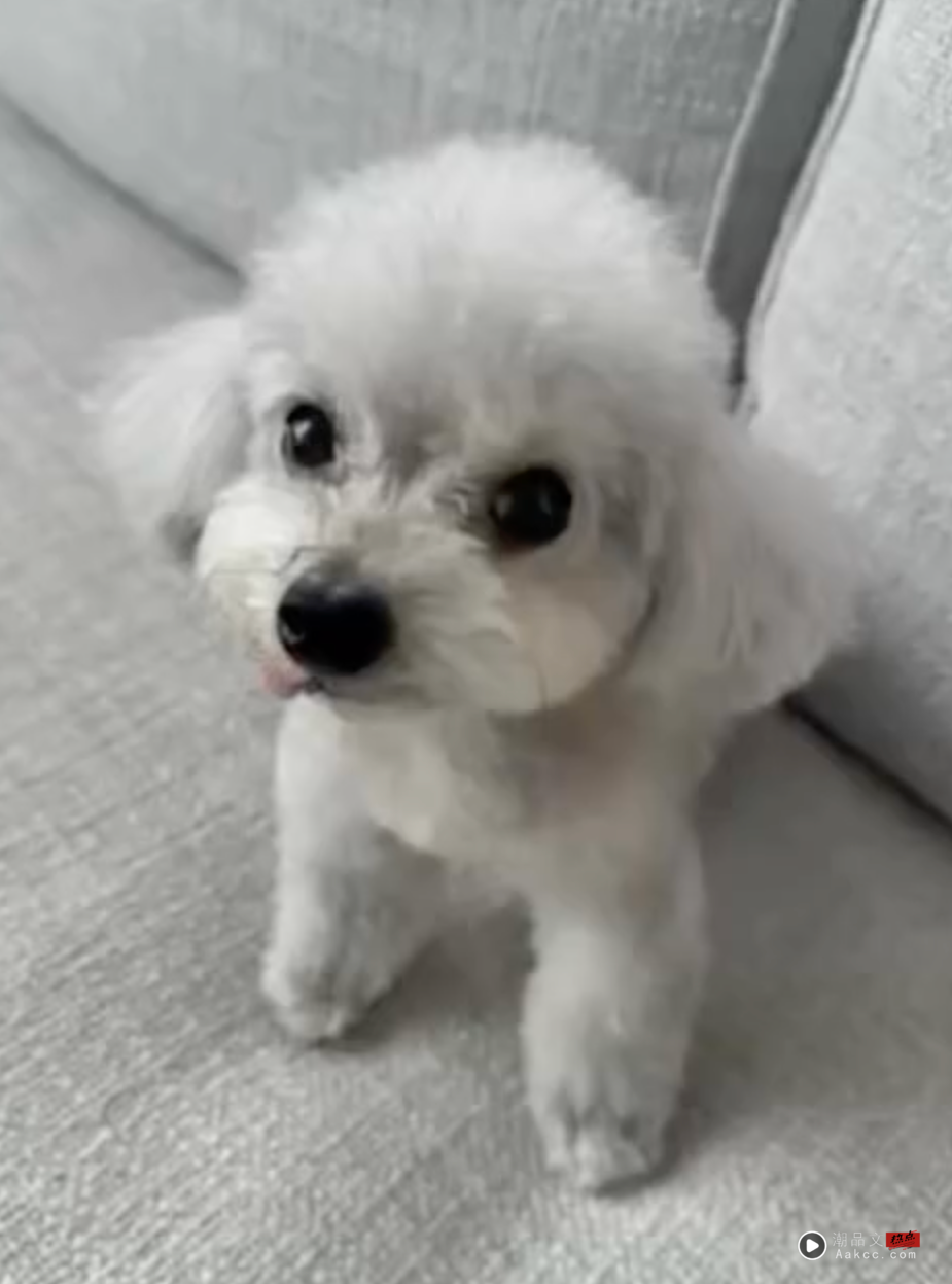 佘诗曼50岁生日前夕！陪伴13年爱犬突离世！ 娱乐资讯 图2张