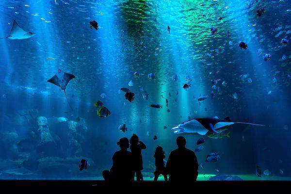 日网超夯心理测验“水族馆先看哪个动物”　秒揭爱情观和渴望 最新资讯 图1张