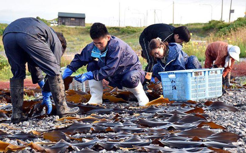 3个“宝藏级保养原料”　利尻昆布动员全岛、乳木果油是天然圣品 最新资讯 图2张