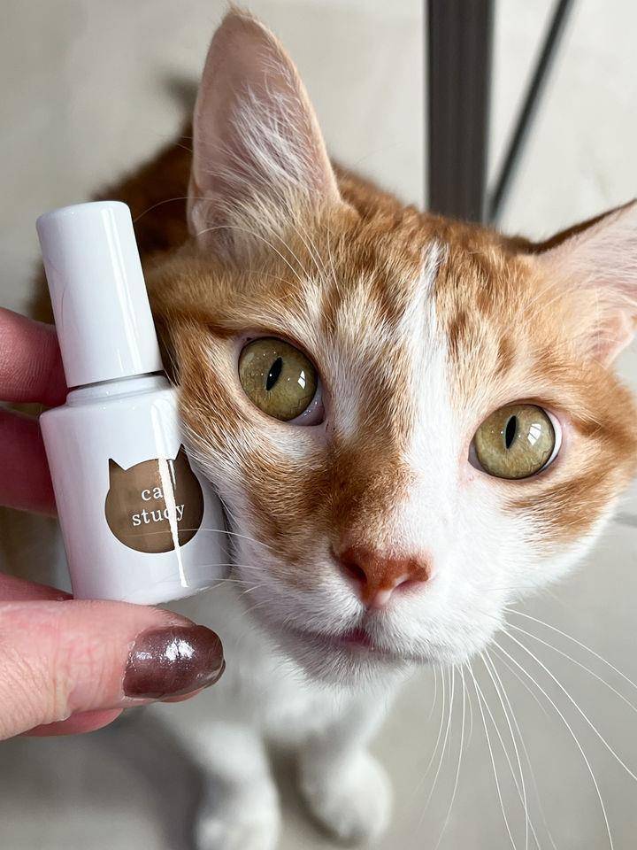猫奴荷包要空了！超可爱猫咪指甲油细节满满　连颜色都是按照毛色调配 最新资讯 图10张