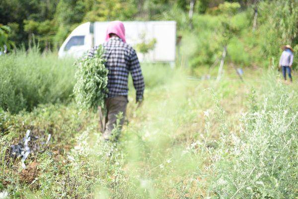 吕携手豪华露营推出入住免费体验发品　阿原启动艾草“纯净直送”计划 最新资讯 图4张