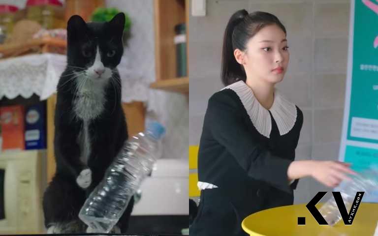 《比天堂还美丽》爆红人间猫咪崔熙真　演活小黑猫索尼亚掀全网热搜 最新资讯 图3张